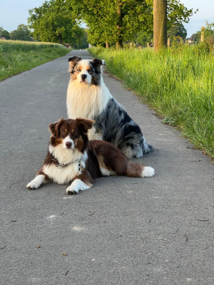 Peak & Skat (Happys Bruder)