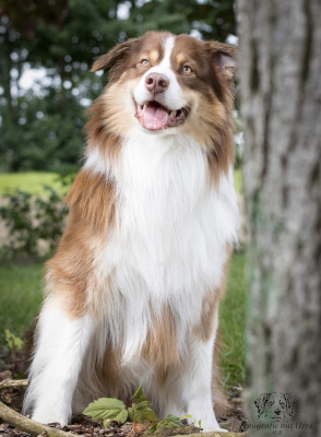 Cisko