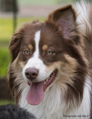 Cisko