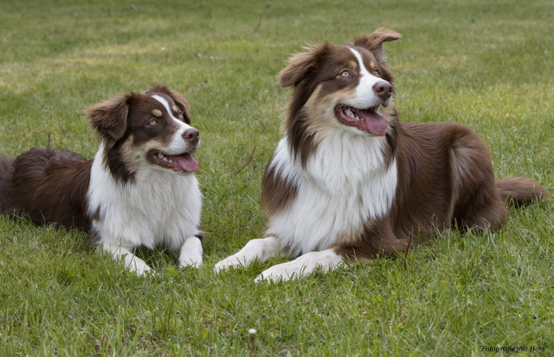 Plötze & Cisko