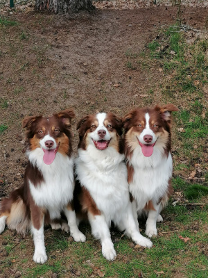 Peak, Happy & Cisko